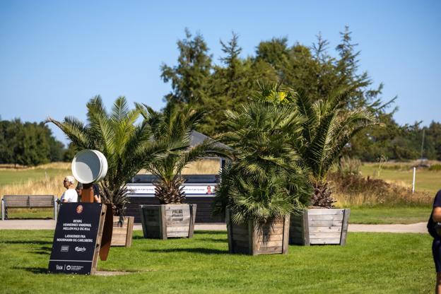 Flankeret af palmer og øl og isboder kan det fint føles lidt festivalagtigt i Frederikshavn Golfklub disse dage. <i>Foto: Kim Dahl Hansen</i>
