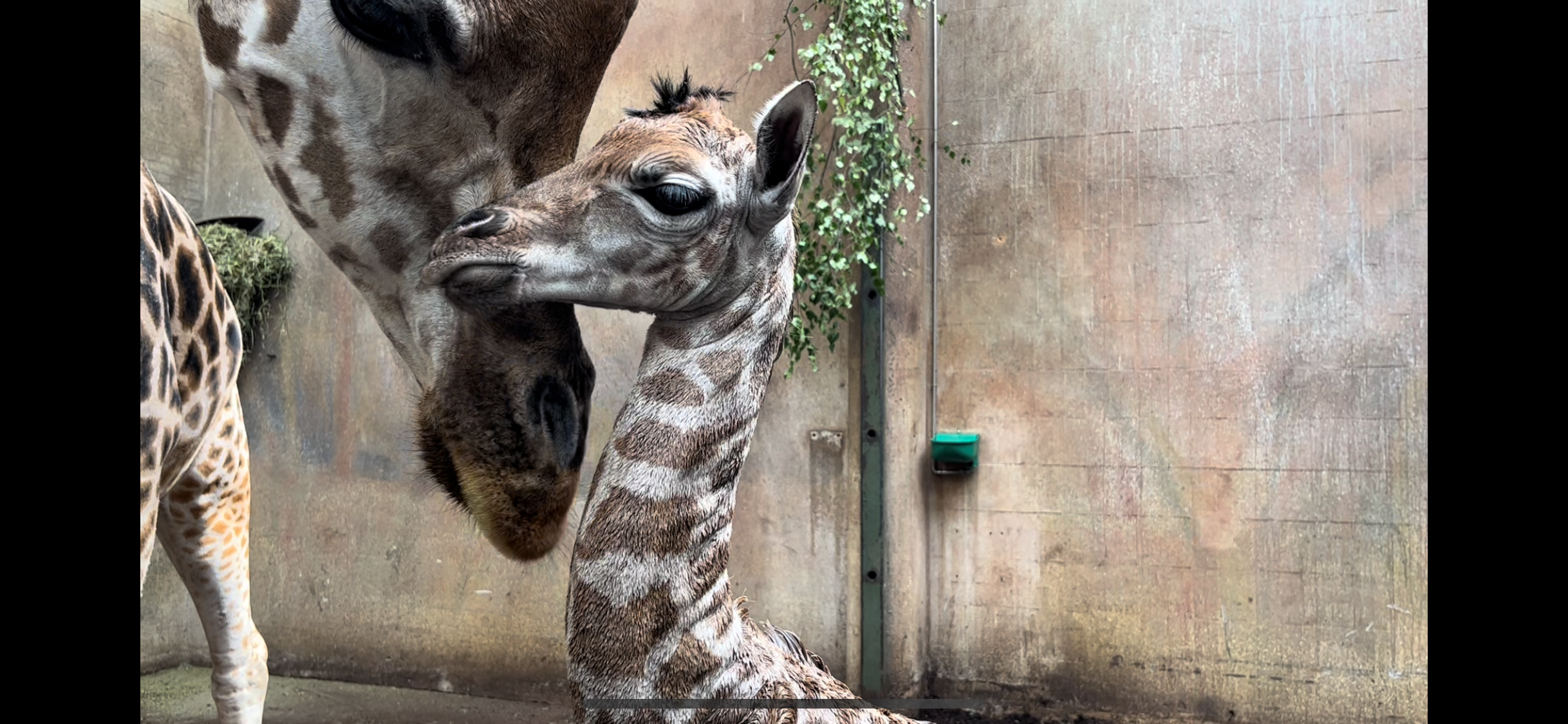 Zoo på vej mod ny rekord efter stor coronanedtur