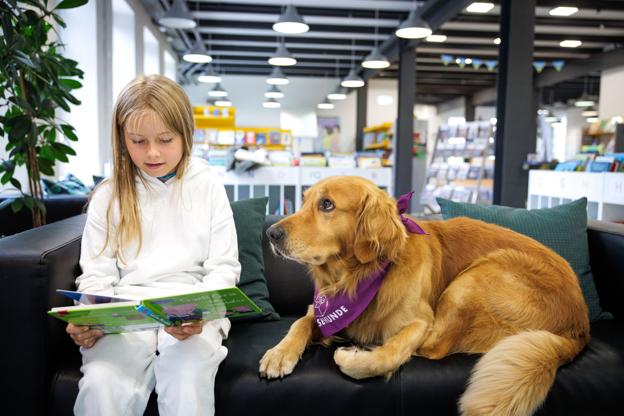 Den syv år gamle golden retriever Ardi er klar til sit nye job som læsehund på Morsø Folkebibliotek. Otteårige Nora My Bilstrup, der var på besøg på biblioteket forleden samtidig med Ardi, benyttede lige chancen til at læse en historie højt for hunden. Foto: Bo Lehm <i>Foto: Bo Lehm</i>