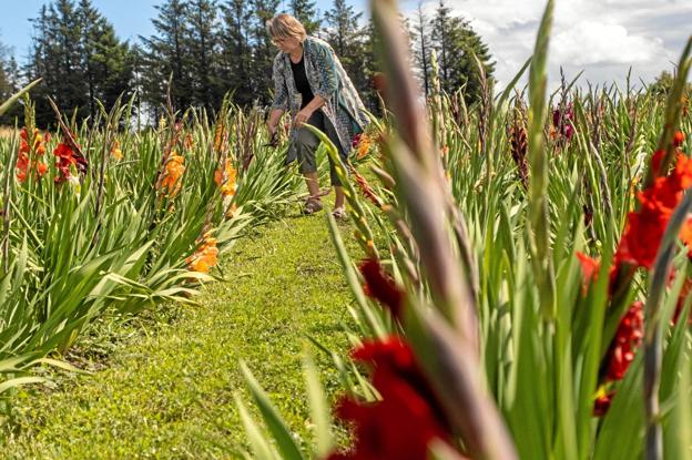 Mariane Brix Kjelgaard nyder at gå i marken mellem de imponerende flotte gladiolus. Foto: Jesper Hansen