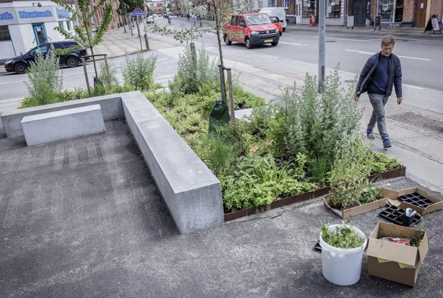 Jeppe Urban er tovholder på projektet, der skal være med til at gøre byen mere grøn. Foto: Martin Damgård