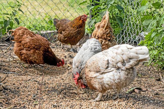 Kate Nielsens høns har det godt – og kvitterer med masser af æg til forbrugerne i Brovst og omegn. Foto: Jesper Hansen