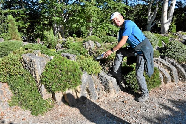 Jiri Papousek fra Tjekkiet beundrer eneste eksemplar i verden af Daphne Cneorum ”Sweet Rock”, som han i øvrigt selv har leveret. Foto: Finn Borbjerggaard