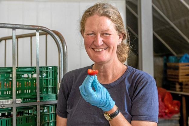 Årets danske jordbær smager himmelsk, men det er med at skynde sig, for det er snart slut, spår Pia Hjorth fra Naturbruget Tranum. Foto: Jesper Hansen