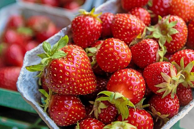 Jordbær er smagen af dansk sommer, når den er bedst. Men danske jordbær er også en sæsonvare, så det er nu, fryseren skal fyldes. Foto: Jesper Hansen
