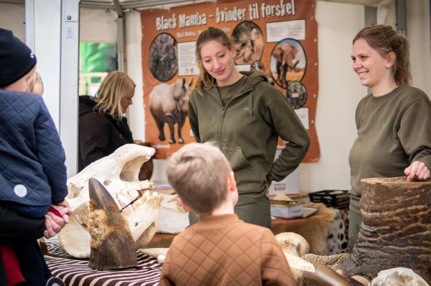 Personalet fra Aalborg Zoo har sammensat et unikt og spændende program til African Wildlife Night for at støtte Black Mamba-projektet. <i>Foto: Aalborg Zoo</i>