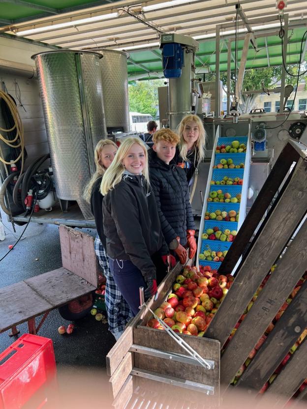 Efter den store æblesamling ventede også nogle timers arbejde ved det transportable mosteri. Men med udsigt til super-juice i flere måneder frem tog eleverne jobbet med et smil. Fra venstre er det Clara, Lærke, August og Signe, som er i gang. <i>Himmerlands Efterskole</i>