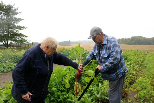 Else og Thorrald Nielsen deler en fælles passion for dyrkning af rodfrugter og grøntsager. <i>Foto: Tommy Thomsen</i>