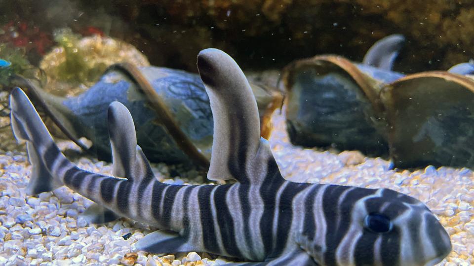 For første gang nogensinde er æg med zebrahornhajer klækket i et akvarium i Europa, og det er også en sjældenhed på verdensplan. (Arkivfoto). Foto: Kattegatcentret. <i>Kattegatcentret/Free</i>