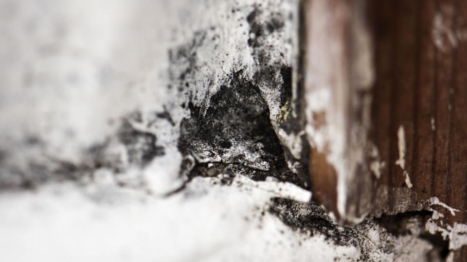 Skimmelsvamp kan sætte sig som sorte eller grønlige plamager i hjemmets hjørner, hvis temperaturen er for lav og luftfugtigheden for høj, advarer fagekspert (Arkivfoto). <i>Kristian Djurhuus/Ritzau Scanpix</i>