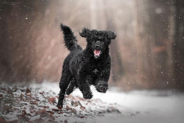 Hunden Frede fra Hobro og dens ejer, Anne-Mette Lee Hjorth, har vundet en fotokonkurrence. <i>Foto stillet til rådighed af Maxi Zoo</i>