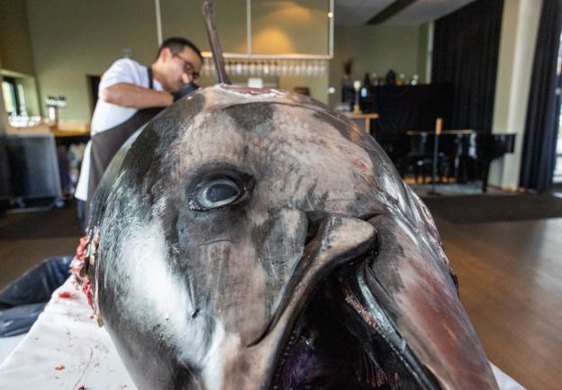 Restaurant Fusion i Aalborg har fået den allerstørste blåfinnede tun leveret til restauranten nogensinde.
Aalborg 14. september 2022 <i>Foto: Kim Dahl Hansen</i>
