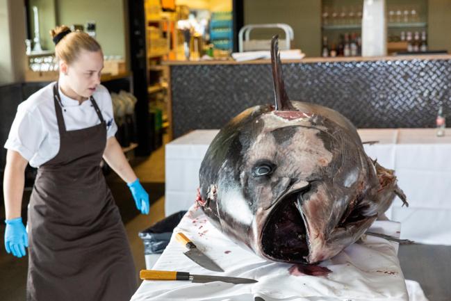 Restaurant Fusion i Aalborg har fået den allerstørste blåfinnede tun leveret til restauranten nogensinde.
Aalborg 14. september 2022