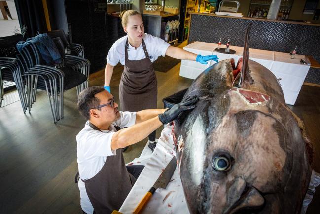 Restaurant Fusion i Aalborg har fået den allerstørste blåfinnede tun leveret til restauranten nogensinde.
Aalborg 14. september 2022