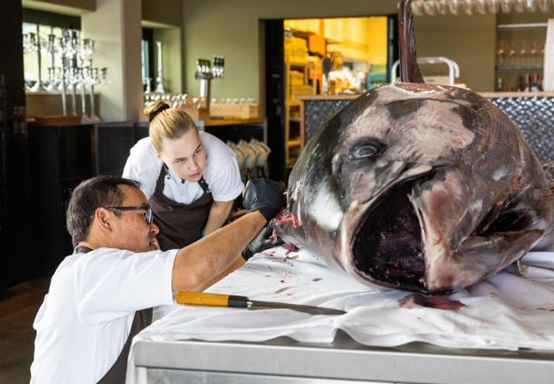 Restaurant Fusion i Aalborg har fået den allerstørste blåfinnede tun leveret til restauranten nogensinde.
Aalborg 14. september 2022 <i>Foto: Kim Dahl Hansen</i>