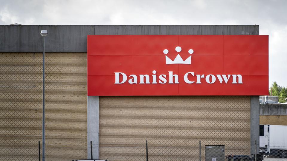 Slagterikoncernen Danish Crown fyrer 350 medarbejdere på grund af dårlig økonomi i griseproduktionen. (Arkivfoto). <i>Mads Claus Rasmussen/Ritzau Scanpix</i>