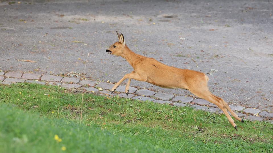 Der går nogle gange ikke mere end et par timer fra begravelsen til at blomsterne er væk. <i>Foto: Bente Poder</i>