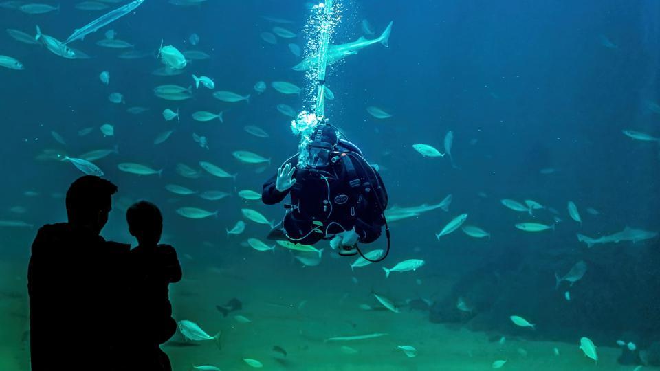 Nordsøen Oceanarium, Hirtshals <i>Foto: Nordsøen Oceanarium</i>