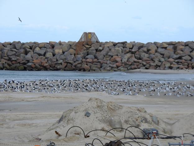 Det var stille vejr med fralandsvind, så mågerne holdte pause sammen med gravearbejdet ved siden af. <i>Foto: Jens Brændgaard</i>