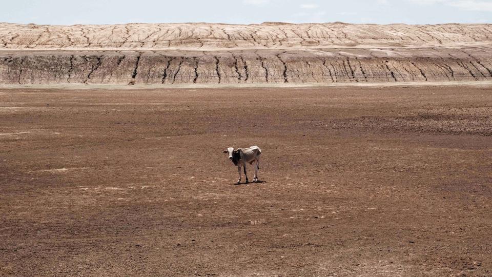 Nogle usædvanligt tørre år har ramt Somalias afgrøder og kvæg. (Arkivfoto). <i>Yasuyoshi Chiba/Ritzau Scanpix</i>