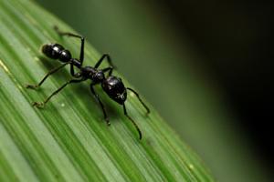 Forskere: Der er 2,5 millioner myrer for hvert menneske