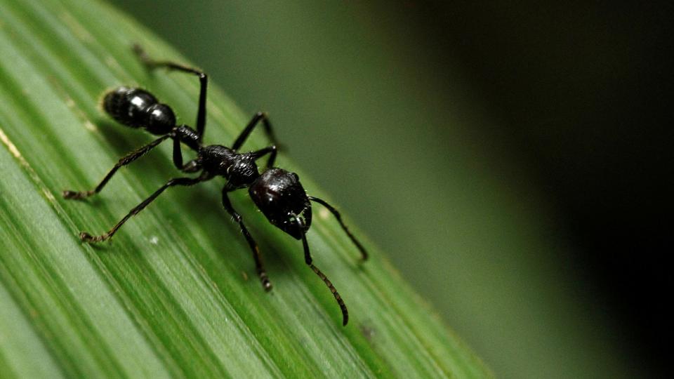En kuglemyre (Paraponera clavatta) på et blad i den brasilianske nationalpark Braullio Carrillo. Forskere siger, at der i dag er over 12.000 kendte arter, og at myren er en ekstra diversificeret gruppe af insekter med forskellige funktioner. <i>Juan Carlos Ulate/Reuters</i>