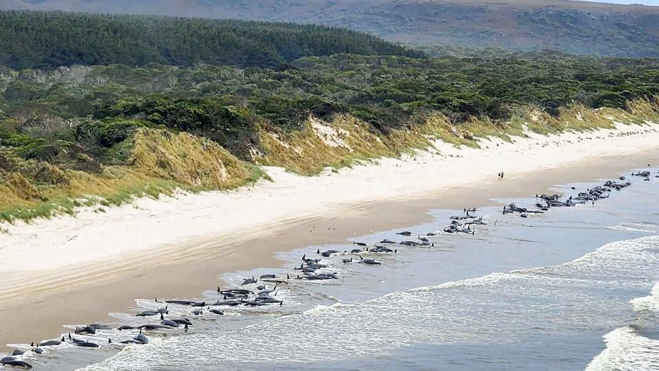 Op mod 230 grindehvaler er strandet ved Tasmaniens vestkysten. Cirka halvdelen af dem er i live, vurderer myndighederne. <i>Handout/Ritzau Scanpix</i>