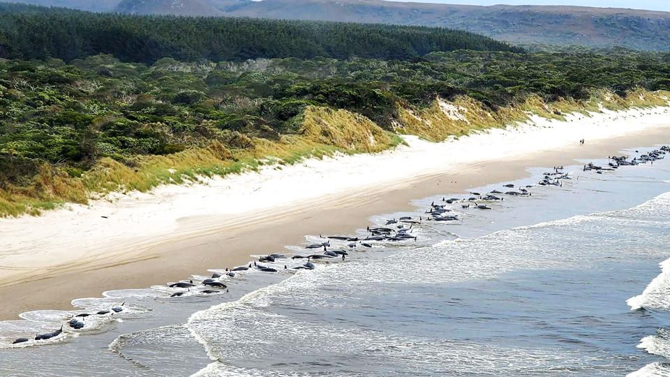 Omkring 200 grindehvaler ligger døde på den tasmanske vestkyst, efter at de onsdag strandede. <i>Handout/Ritzau Scanpix</i>
