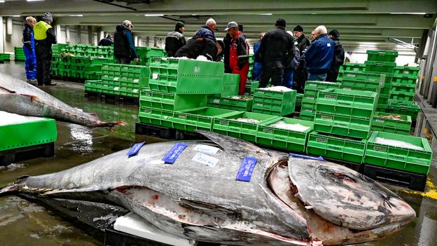 Tunen er den største rovfisk i vore farvande. På grund af den størrelse, den fatt den svømmer med og det panser den har på hovedet og ryggen, kunne fisken svømme direkte gennem stærkt net. <i>Foto: Ole Iversen</i>