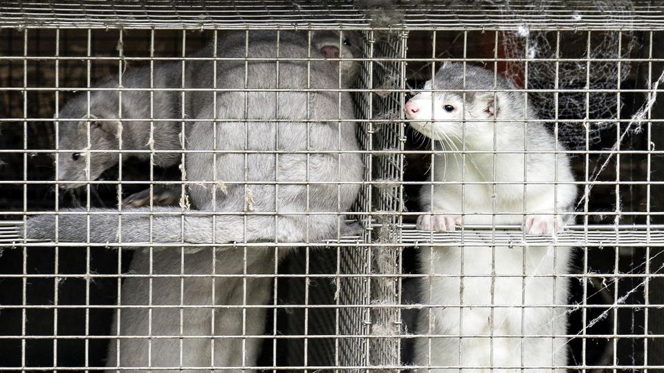 Regeringen har besluttet at lade forbuddet mod minkavl i Danmark udløbe ved årsskiftet. Det vækker vrede og undren blandt regeringens støttepartier. (Arkivfoto). <i>Henning Bagger/Ritzau Scanpix</i>