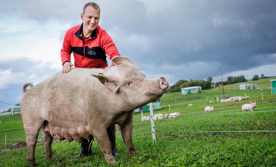 32-årige Thomas Bertram driver økologisk landbrug. Han har netop satset millioner på stor udvidelse. Nu frygter han fremtiden. <i>Foto: Martin Damgård</i>