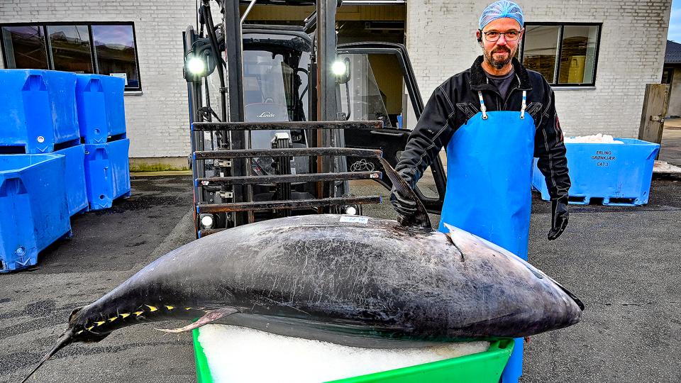 2,5 meter lang er den imponerende tun. Her sammen med en medarbejder hos Dengsø S i Hanstholm, hvor fisken kom på køl, før den videre tur mod Berlin. <i>Foto: Ole Iversen</i>