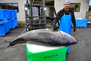 Rekordfisk solgt på fiskeauktion: Her skal den spises rå