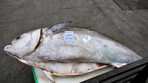 Tunfisken er fanget af den norske trawler Tenor. <i>Foto: Ole Iversen</i>