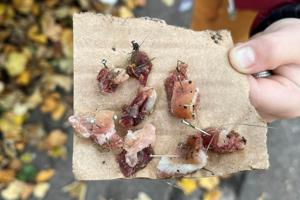 Kødstykker med nåle i var lagt ud til hunde