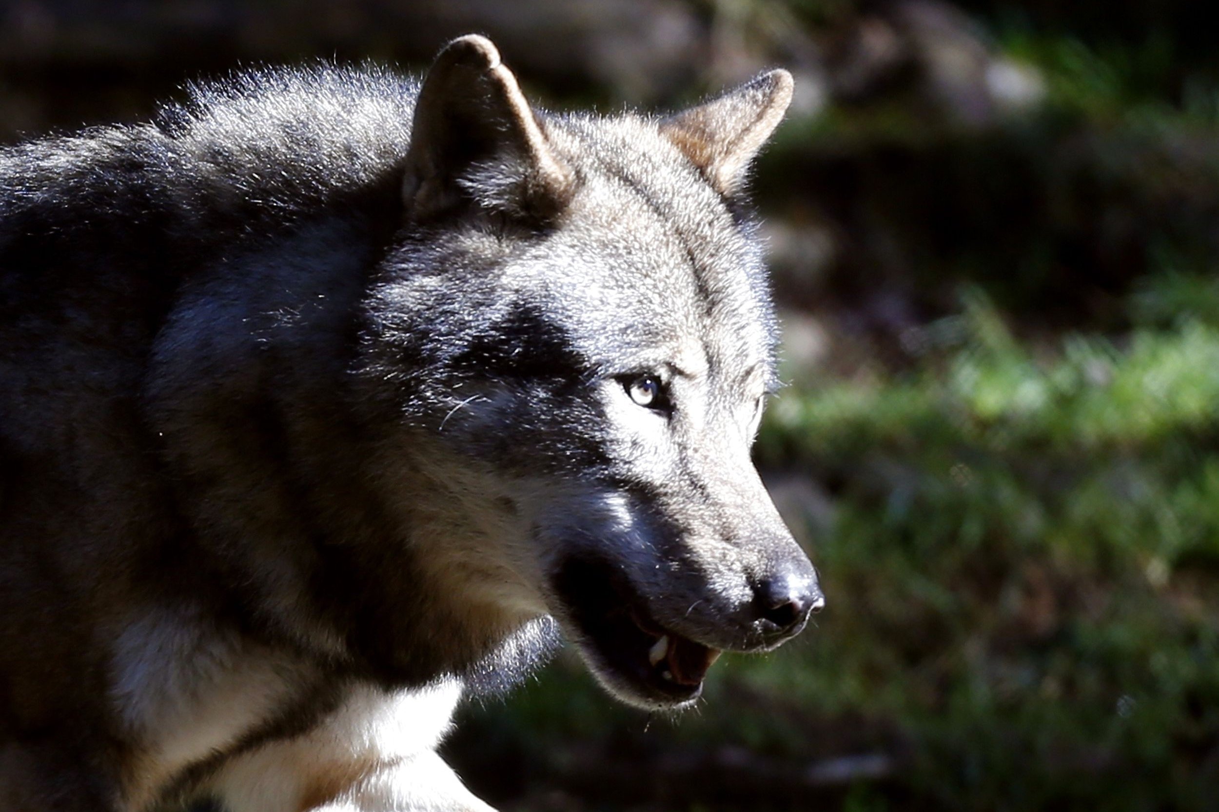 Europas ulve i fremgang: Bestanden er vokset 30 procent på fem år