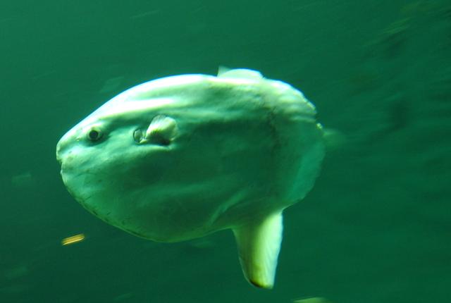 Den sidste klumpfisk, Oceanariet havde, kom på en vægt af næsten 700 kilo.