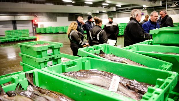 Hanstholm Fiskeauktion er i dag et førende europæisk supermarked for omsætning af fisk. Og det skyldes ikke mindst fiskerne og gode eksportører, der finder afsætning for fisken på de europæiske markeder, siger auktionsmester Jesper Kongsted.  <i>Foto: jens Fogh-Andersen</i>