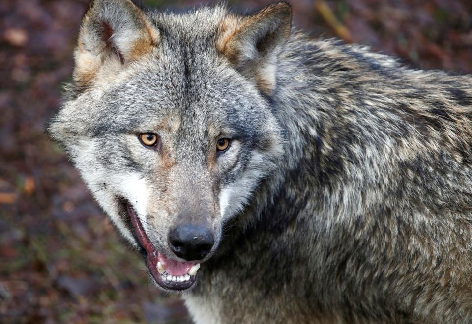 Nordjylland har to ulve, og de er observeret flere gange for nylig. Her er det dog en anden ulv i en tysk dyrepark. <i>Arkivfoto: Axel Schmidt/Reuters/Ritzau Scanpix</i>