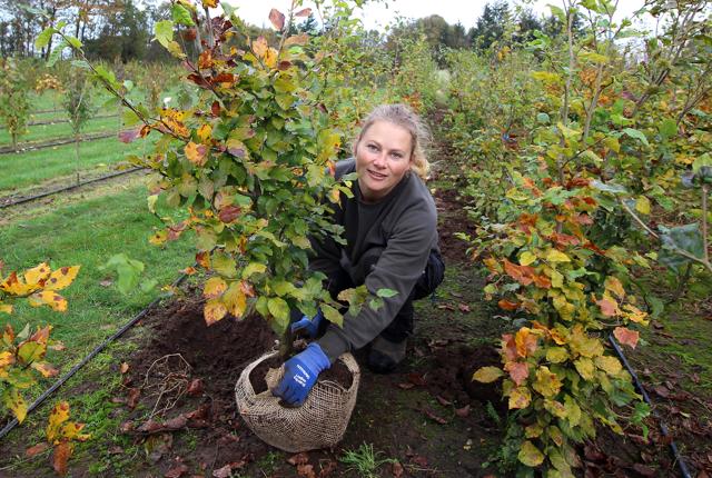 Anne Nørgaard Nielsen i fuld gang med at grave bøgetræer op i sin nyetablerede planteskole.