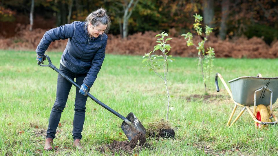 Det var en meget glad Sanne, der for nylig fik foræret 30 frugttræer til sit projekt med at omdanne en mark til et lille insekt-paradis. Og forleden, i perfekt lunt og fugtigt efterårsvejr, blev de så gravet ned. <i>Foto: Bente Poder</i>