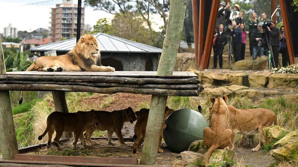 Løven Ato (øverst til venstre) ser til, mens dens unger, der er et år gamle, leger med en bold. Der blev onsdag slået alarm, da en overvågningsvideo viste, at den voksne hanløve og fire løveunger gik rundt i haven uden for deres indelukke. <i>Saeed Khan/Ritzau Scanpix</i>