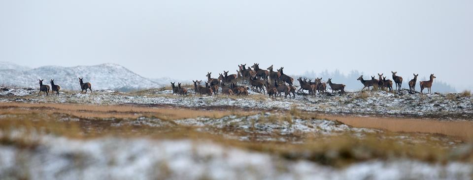 Nationalparken i Thy. Bør den udvides? <i>Foto: Jens Kristian Kjærgaard</i>