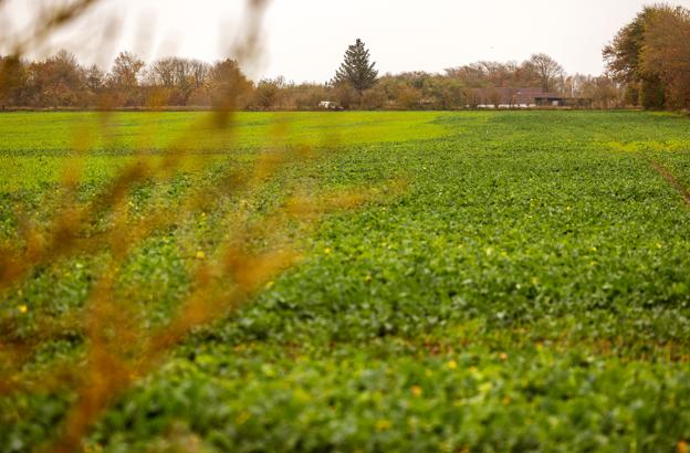 Det planlagte boligområde ligger på Østre Hovensvej, hvor en af matriklerne er direkte naboer til skovområdet, som indeholder Aabybro Vands drikkevandsboringer. <i>Foto: Lars Pauli</i>