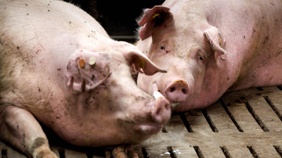Gyllekanalerne i stalden på Frøslevgård skal tømmes noget oftere end nu, hedder det i betingelserne for at give miljøgodkendelse. <i>Arkivfoto: Bo Lehm</i>