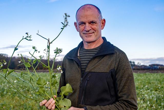 Kenneth Mortensen på Øland er en af de mange landmænd, der de seneste år har taget olieræddike til sig som efterafgrøde.