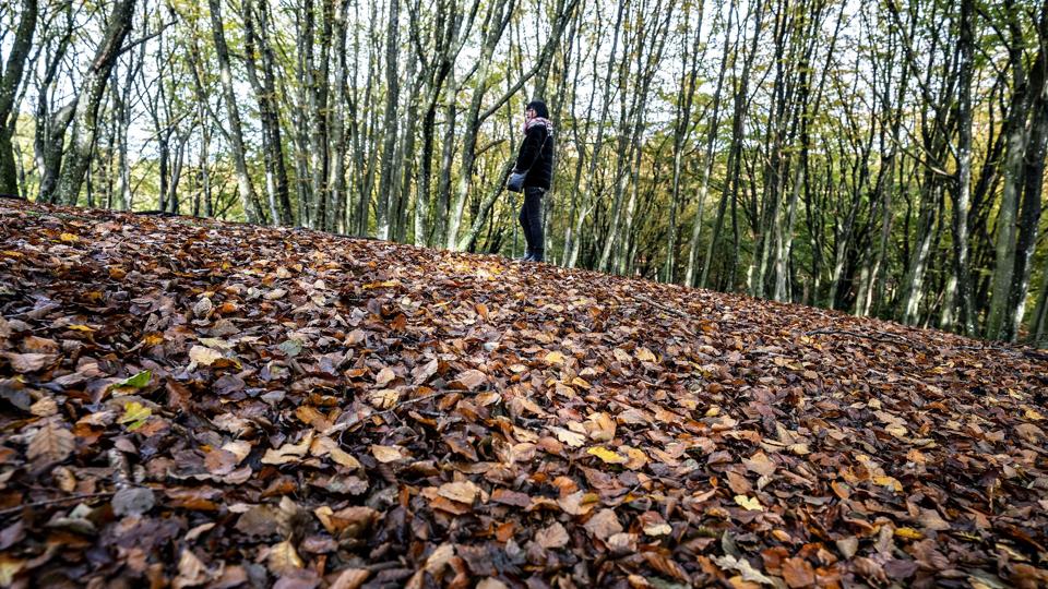 Efterårsstemningen har for alvor sænket sig over de danske skove. (Arkivfoto). <i>Henning Bagger/Ritzau Scanpix</i>