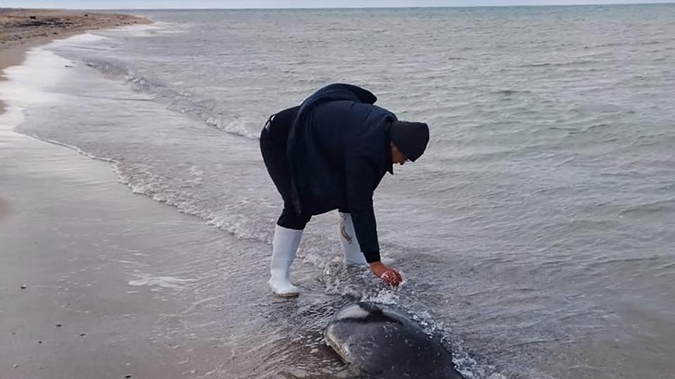 Over 130 sæler er fundet døde på Kasakhstans kyst. Myndighederne vil nu gennemføre analyser af havvand og jord i området. <i>Handout/Ritzau Scanpix</i>