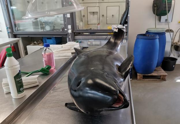 De døde havpattedyr, som obduceres på Aalborg Universitet, er friske - nogle har været frosset ned. Her en lille hval.  <i>Foto: Aalborg Universitet</i>