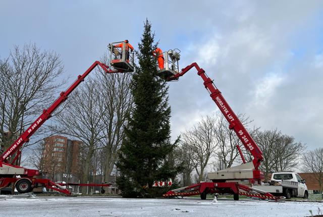 Det store juletræ er ankommet fra Larvik til Frederikshavn.